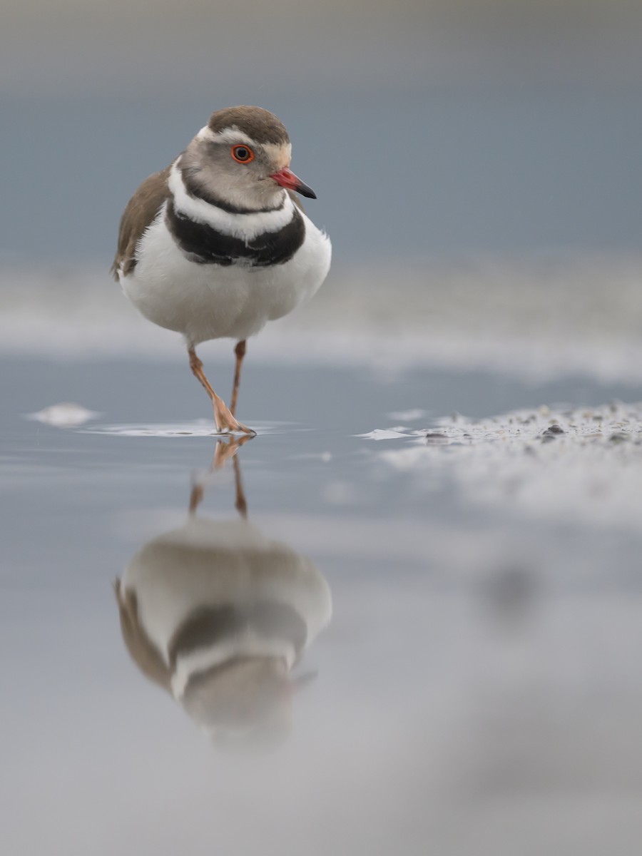 Three-banded Plover - ML620542384