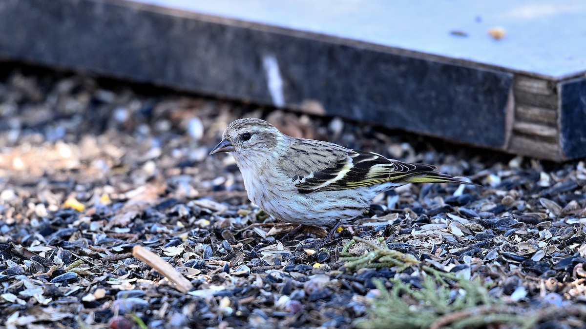 Pine Siskin - ML620542385