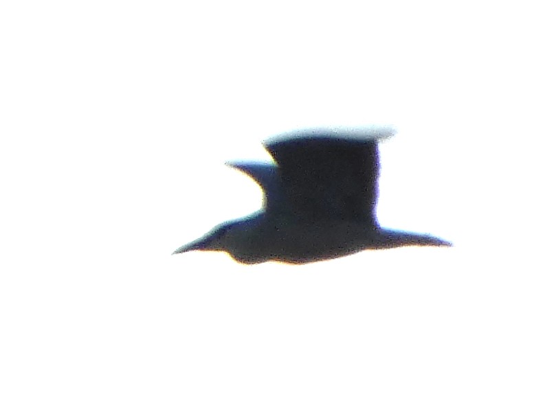 Black-crowned Night Heron - ML620542390