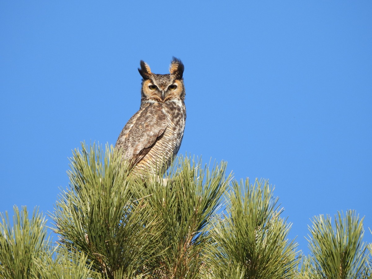 Great Horned Owl - ML620542398