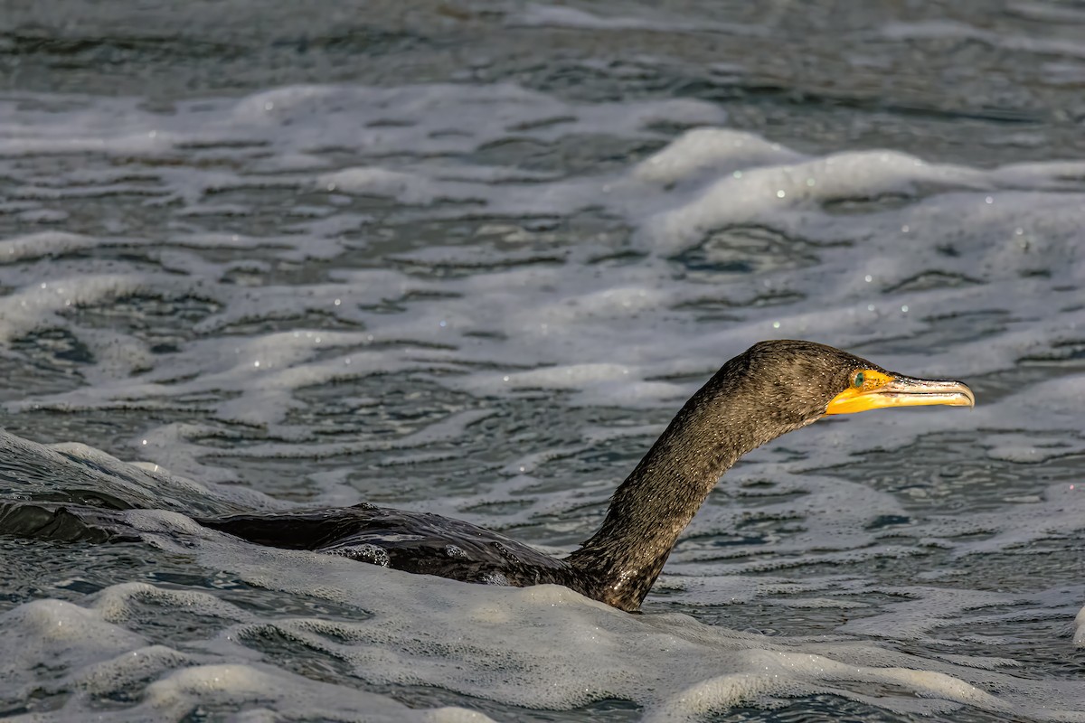 Double-crested Cormorant - ML620542399