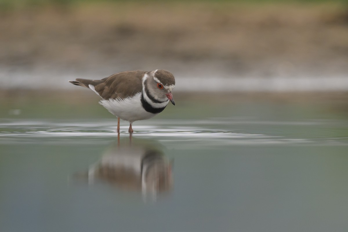 Three-banded Plover - ML620542401