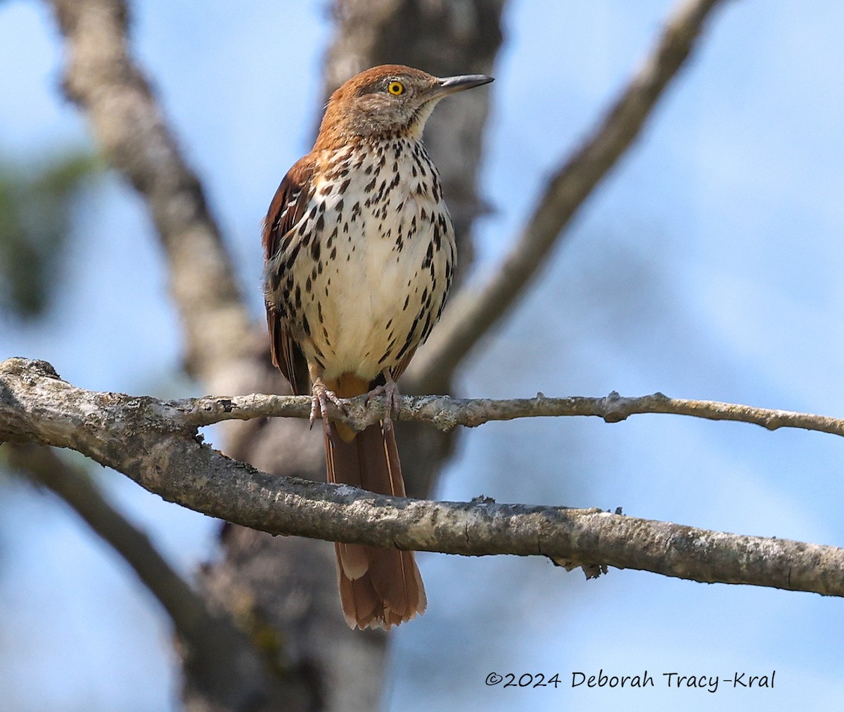 Brown Thrasher - ML620542405