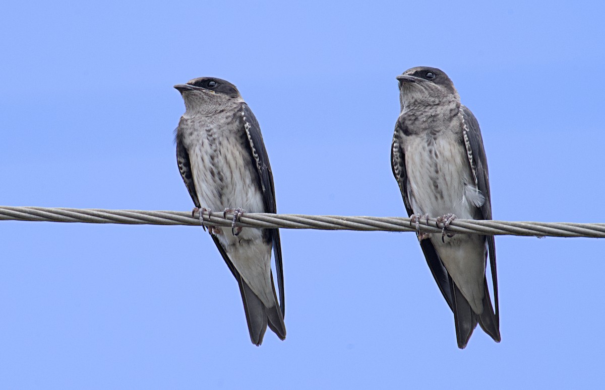 Purple Martin - ML620542408