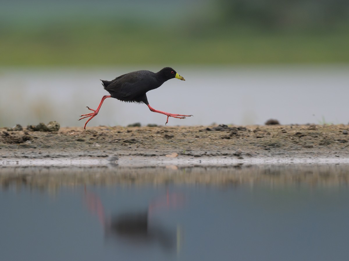 Black Crake - Deborah Bifulco