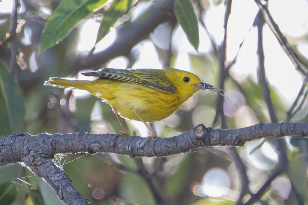 Yellow Warbler - Bill Chen