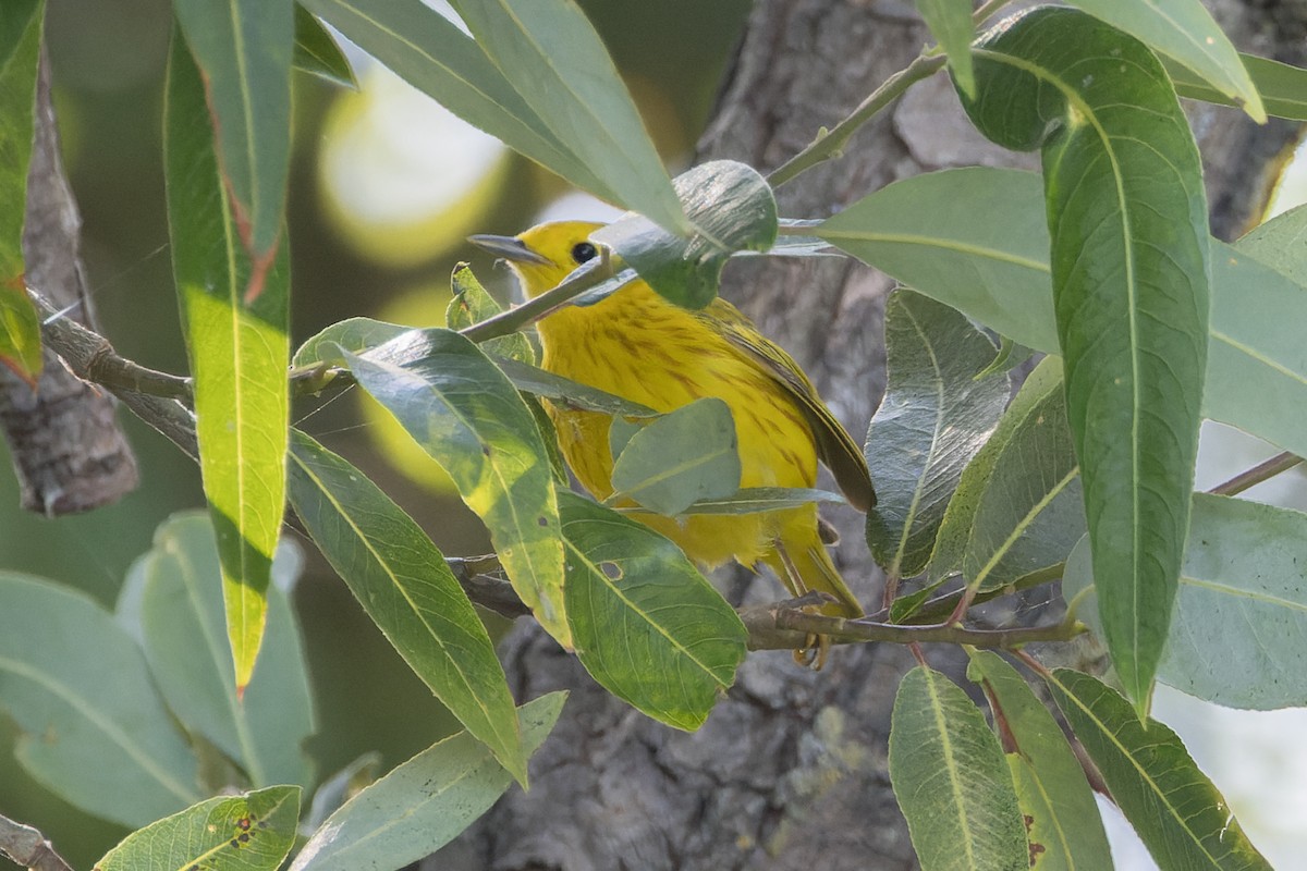 Paruline jaune - ML620542428