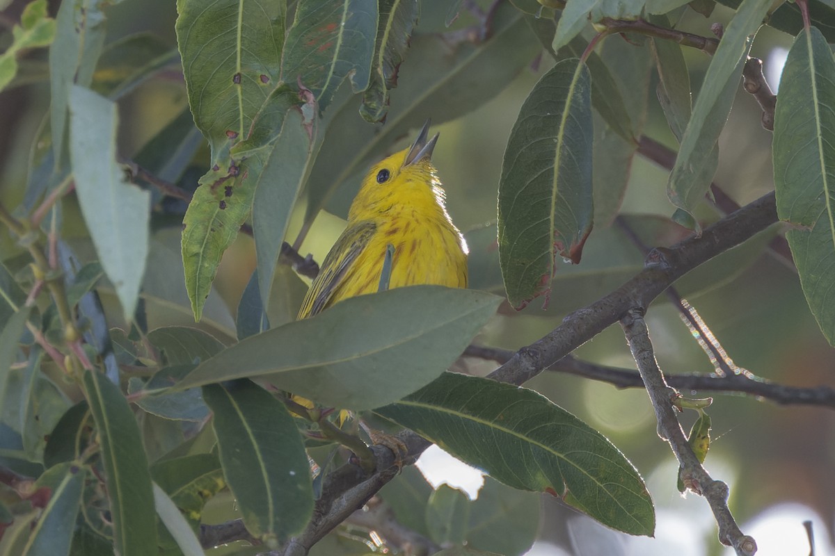 Yellow Warbler - ML620542436