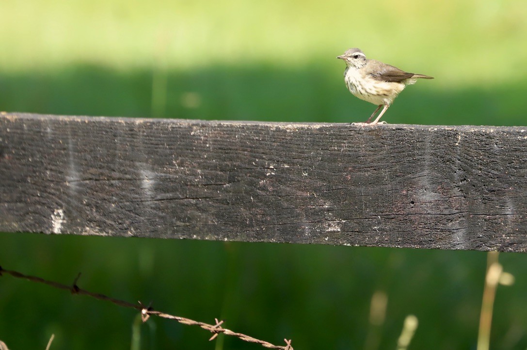 Louisiana Waterthrush - JoAnn Dalley