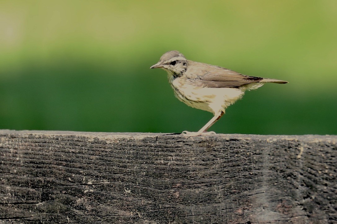 Paruline hochequeue - ML620542438