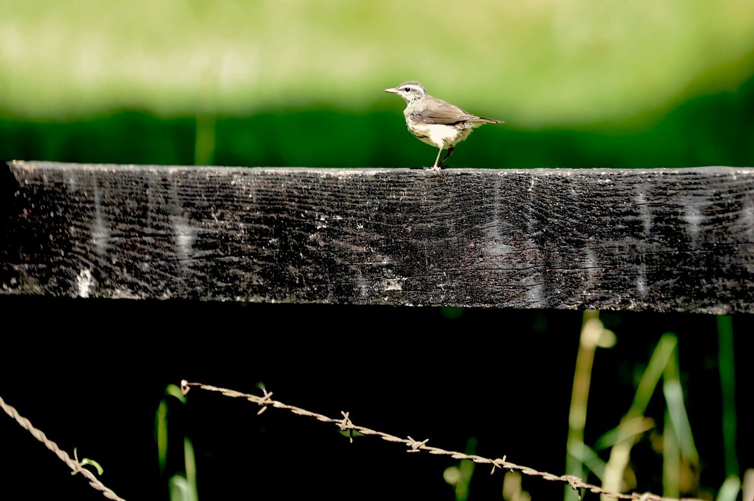 Louisiana Waterthrush - ML620542439