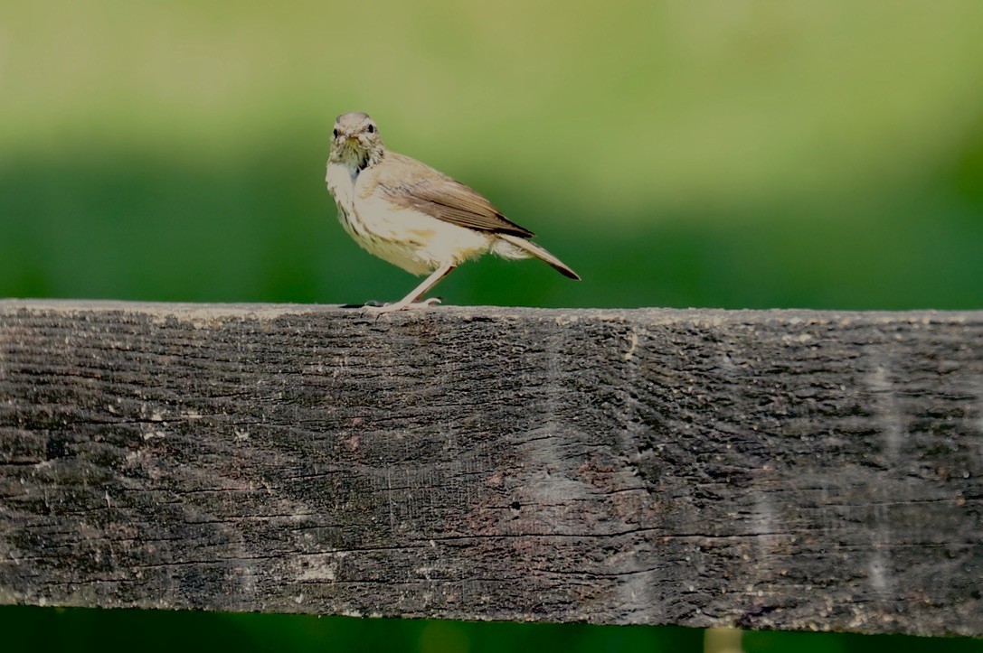 Paruline hochequeue - ML620542440