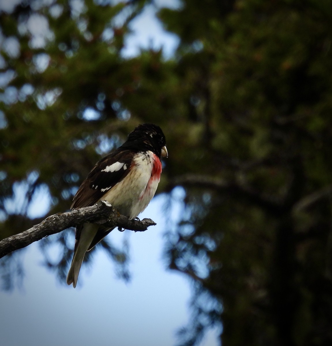 Rose-breasted Grosbeak - Michael Collings