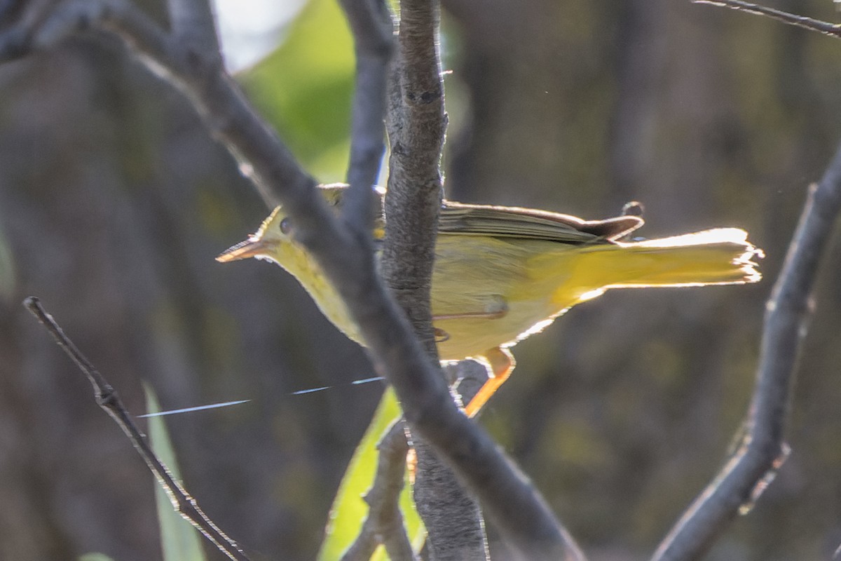 Paruline jaune - ML620542443