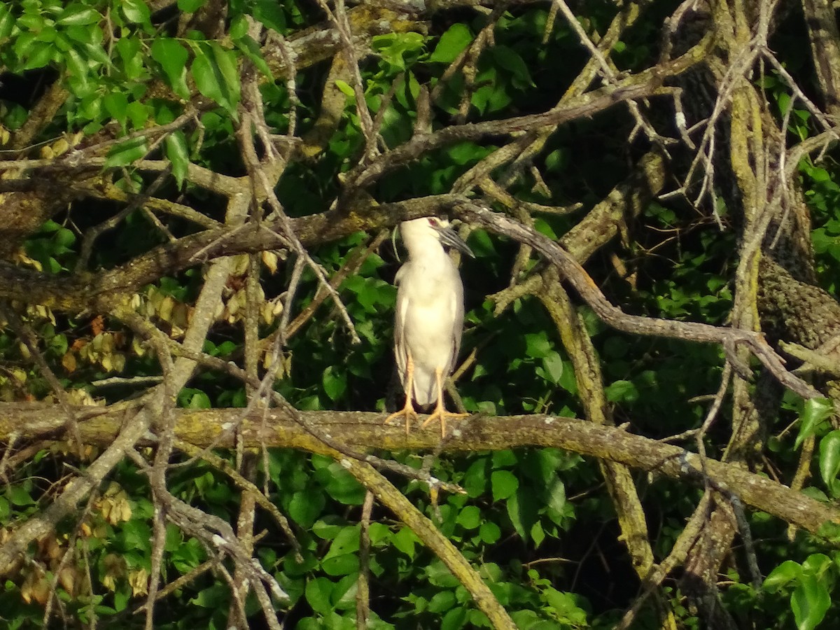 Black-crowned Night Heron - ML620542447