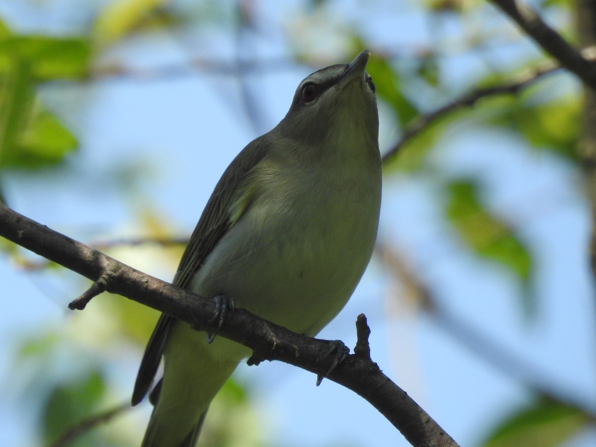 Red-eyed Vireo - ML620542450