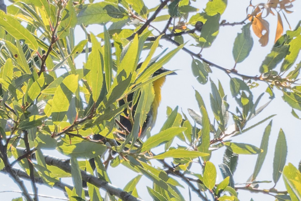 Yellow-breasted Chat - ML620542456