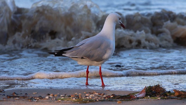 Gaviota Plateada - ML620542457