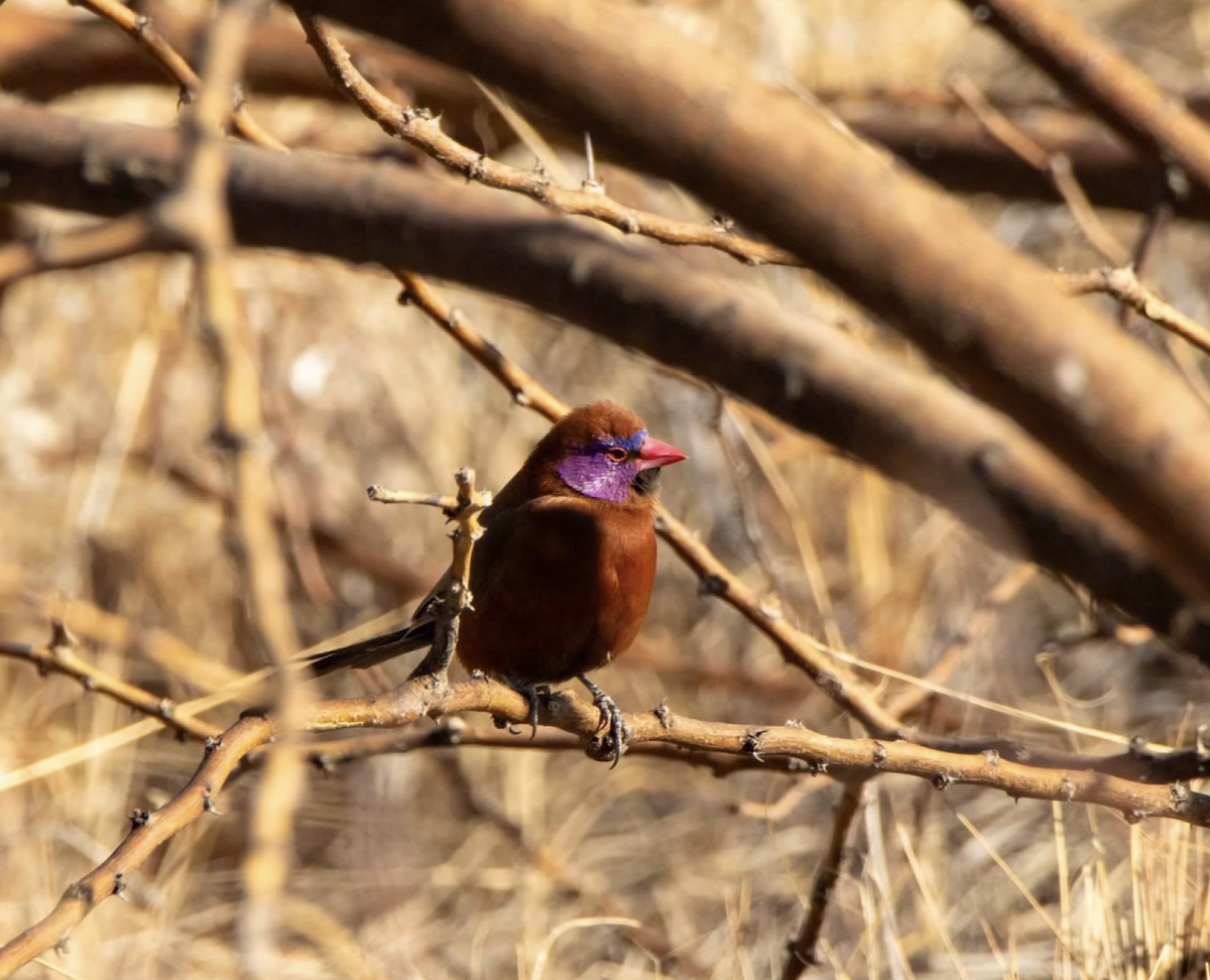 Violet-eared Waxbill - ML620542460