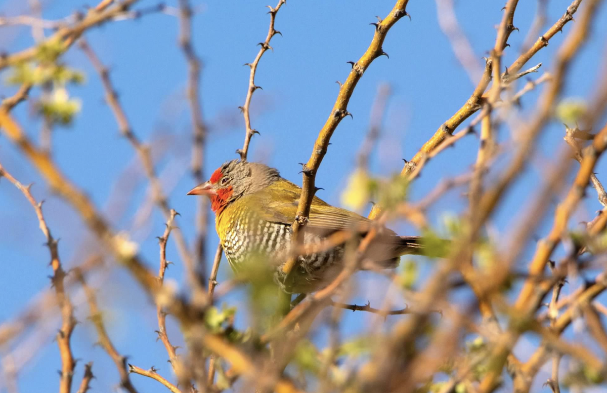 Green-winged Pytilia - ML620542462