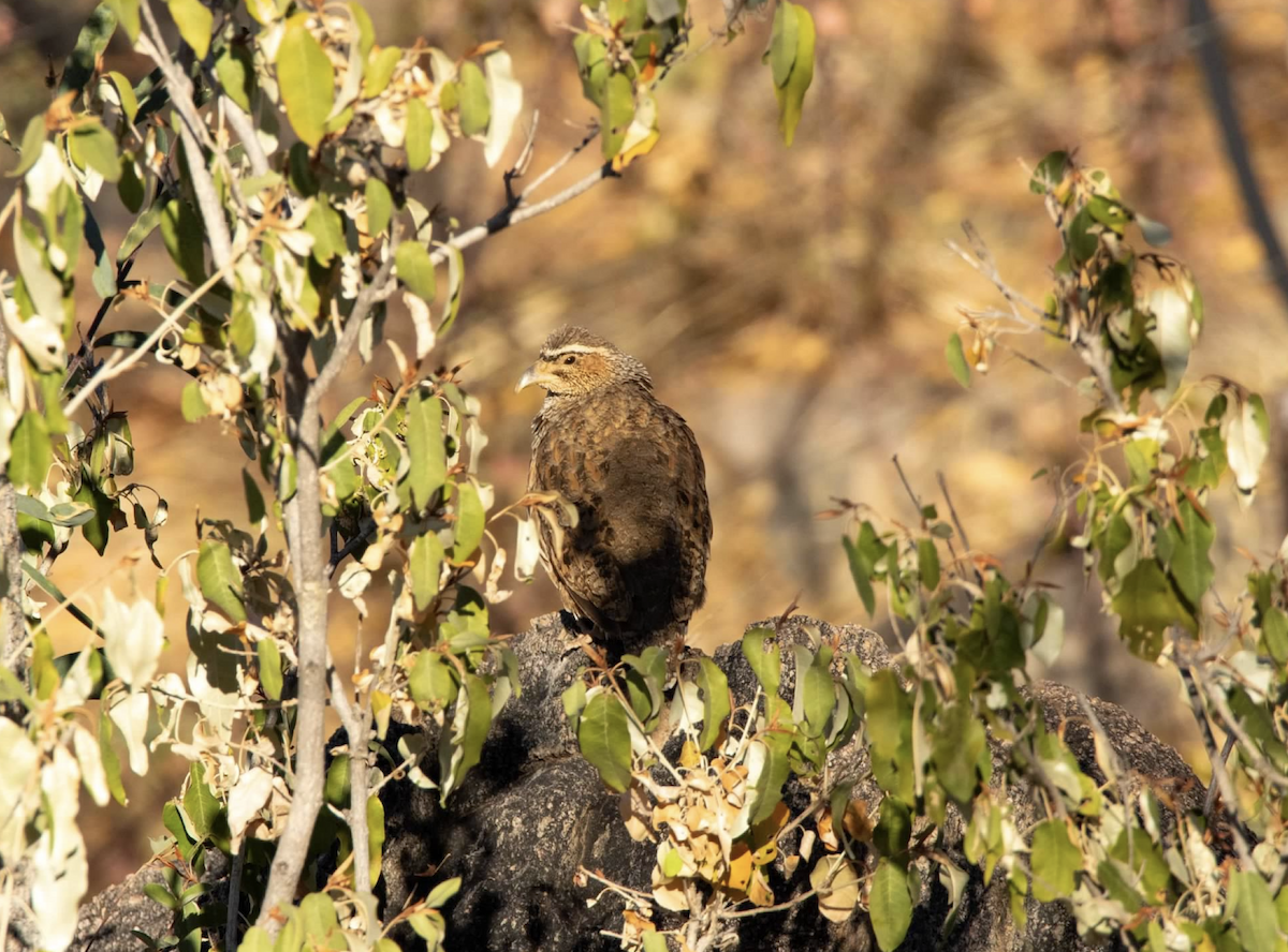 Francolin de Hartlaub - ML620542465