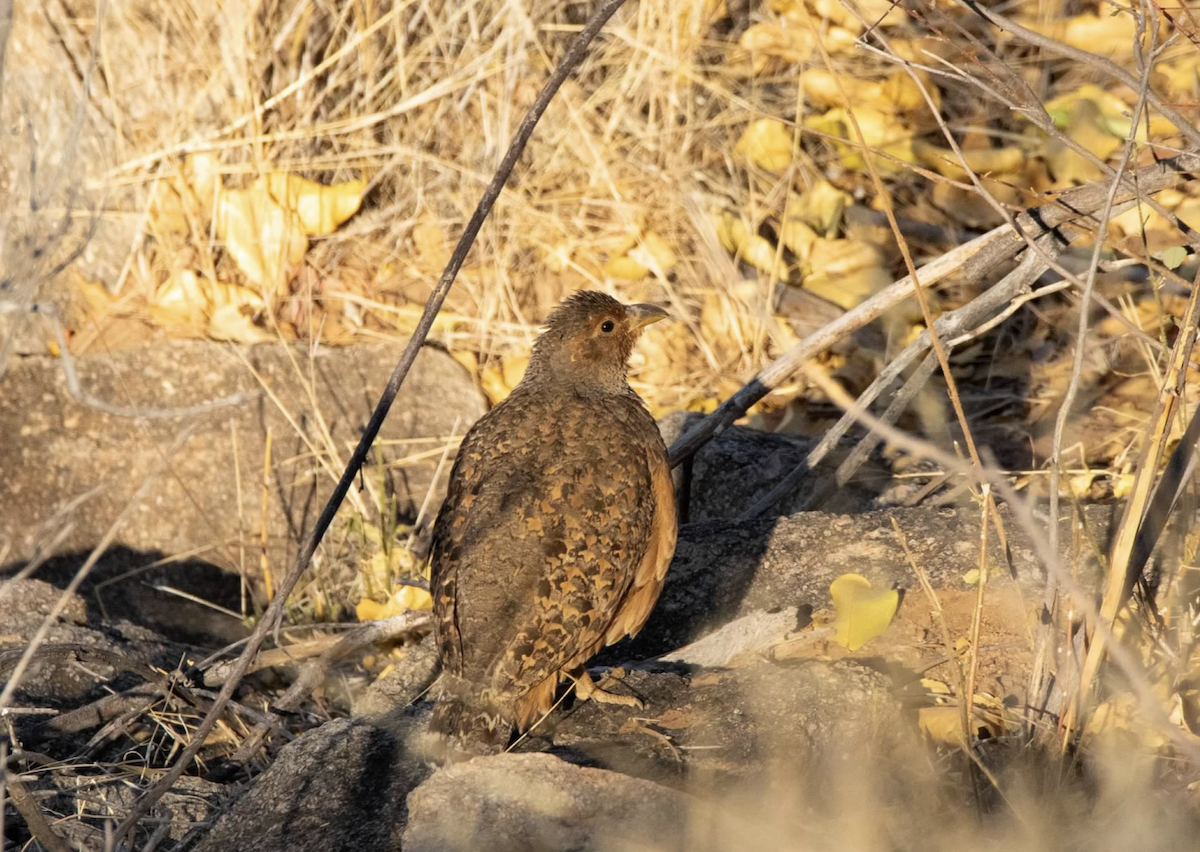 Hartlaub's Spurfowl - ML620542466