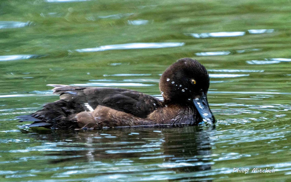 Tufted Duck - ML620542472
