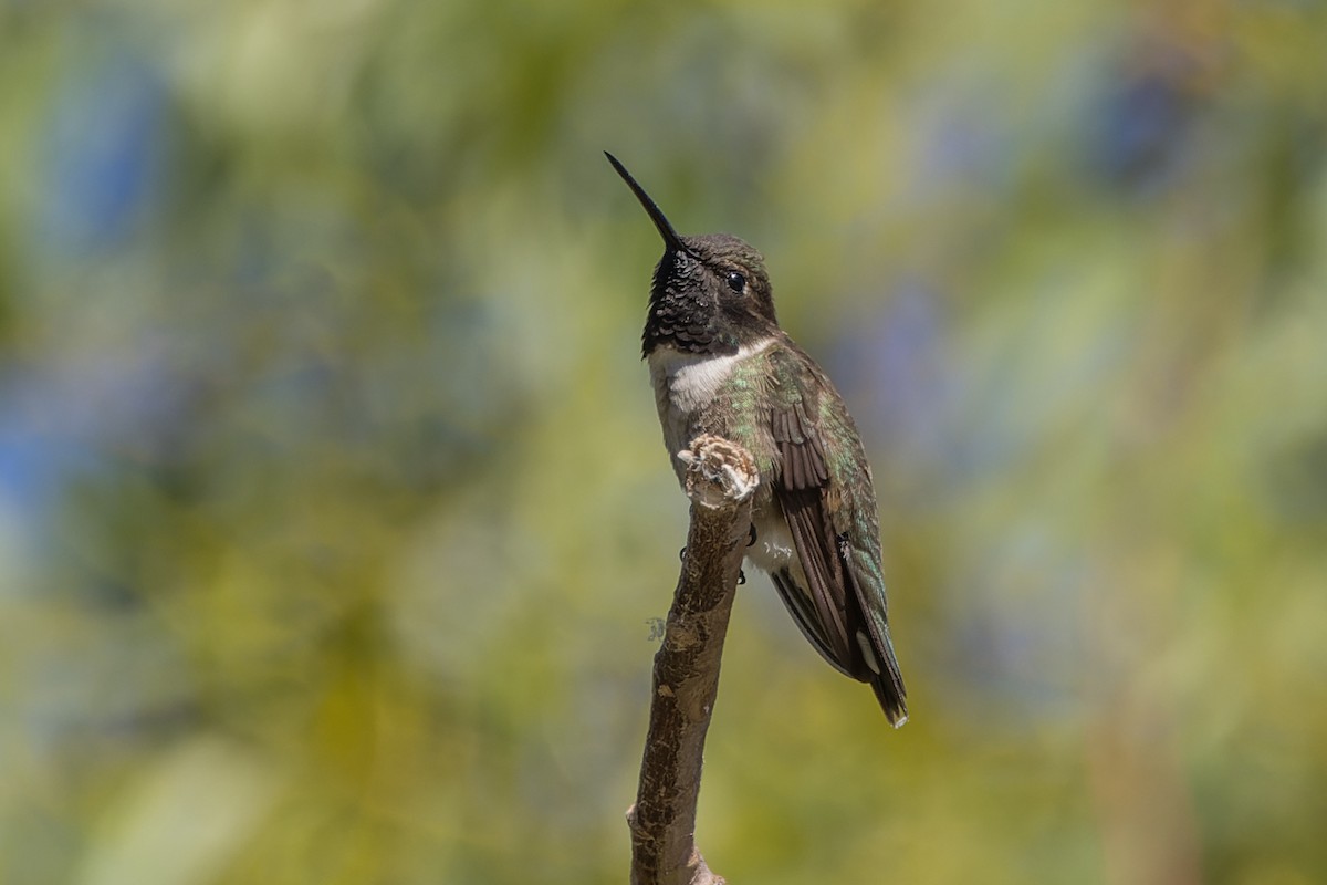 Black-chinned Hummingbird - ML620542473