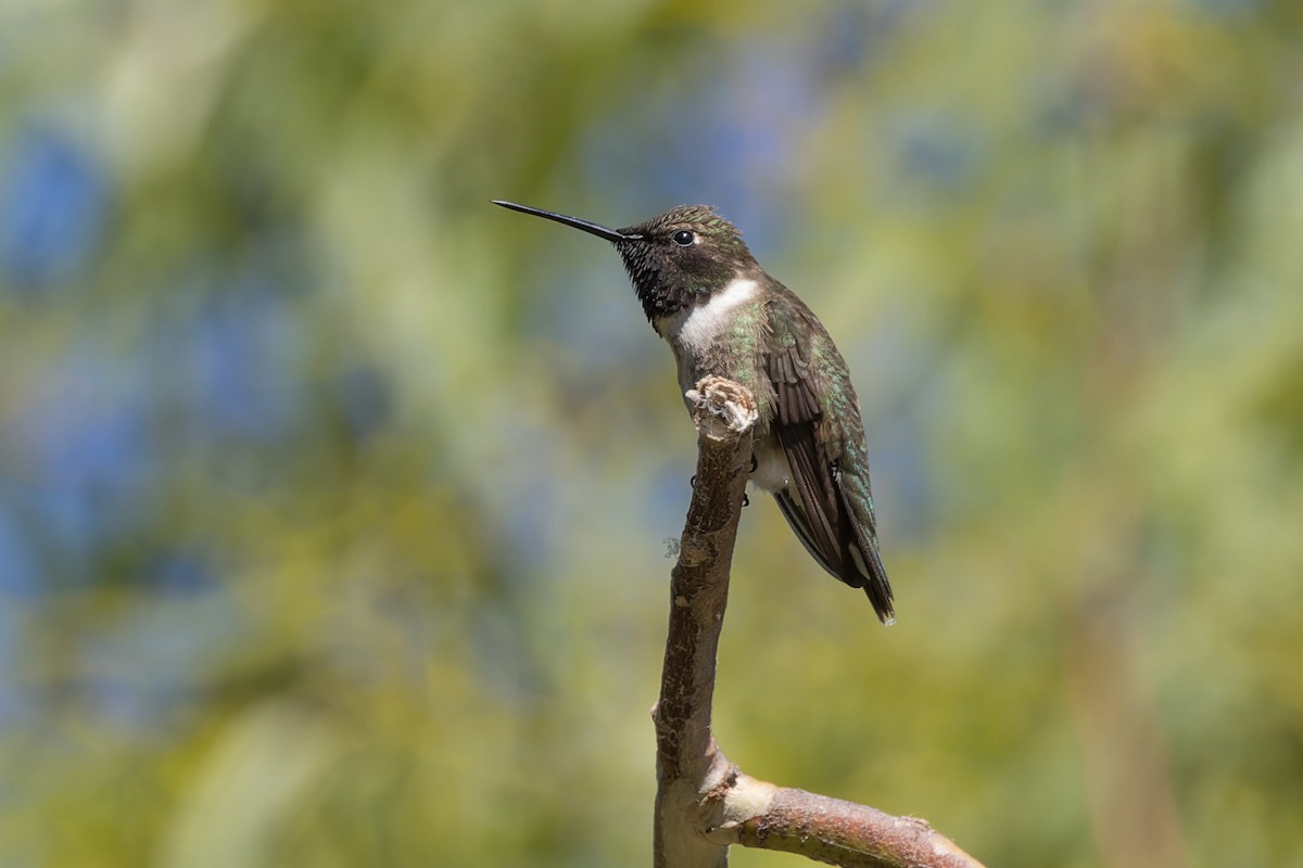 Black-chinned Hummingbird - ML620542474