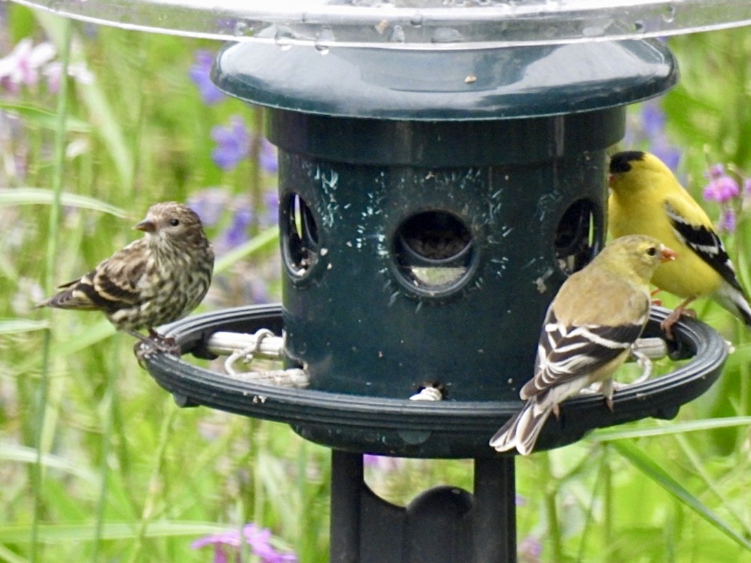 Pine Siskin - ML620542479