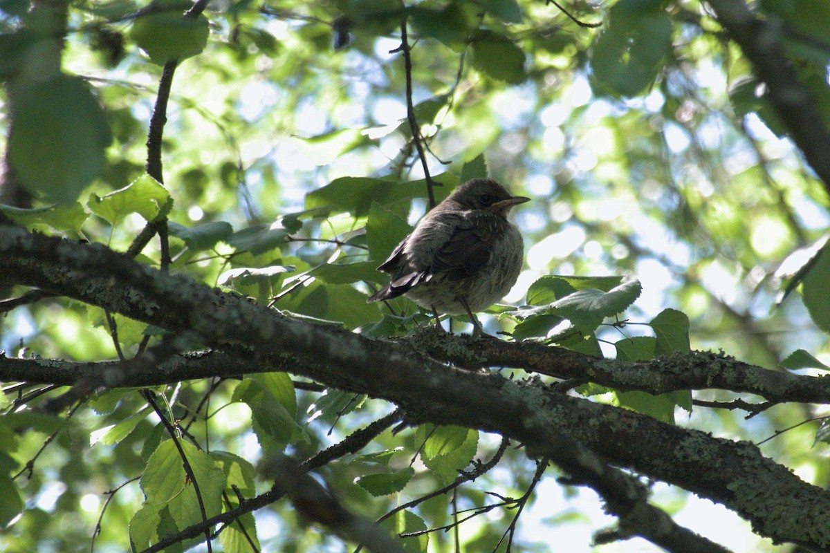 Song Thrush - ML620542482