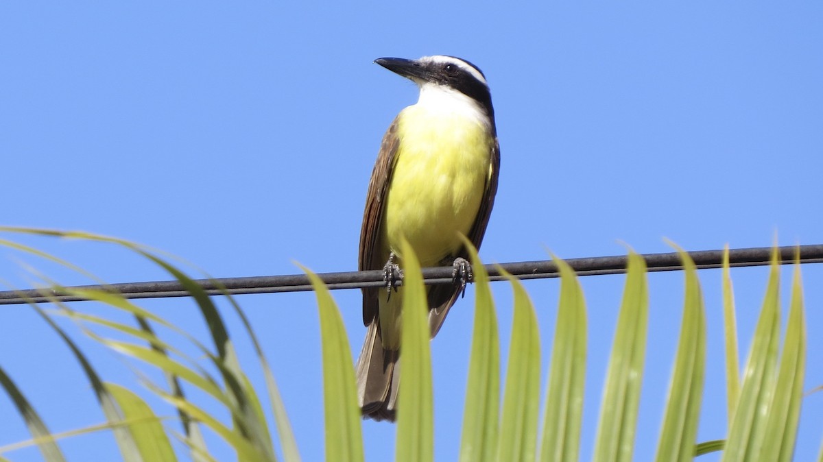 Boat-billed Flycatcher - ML620542487