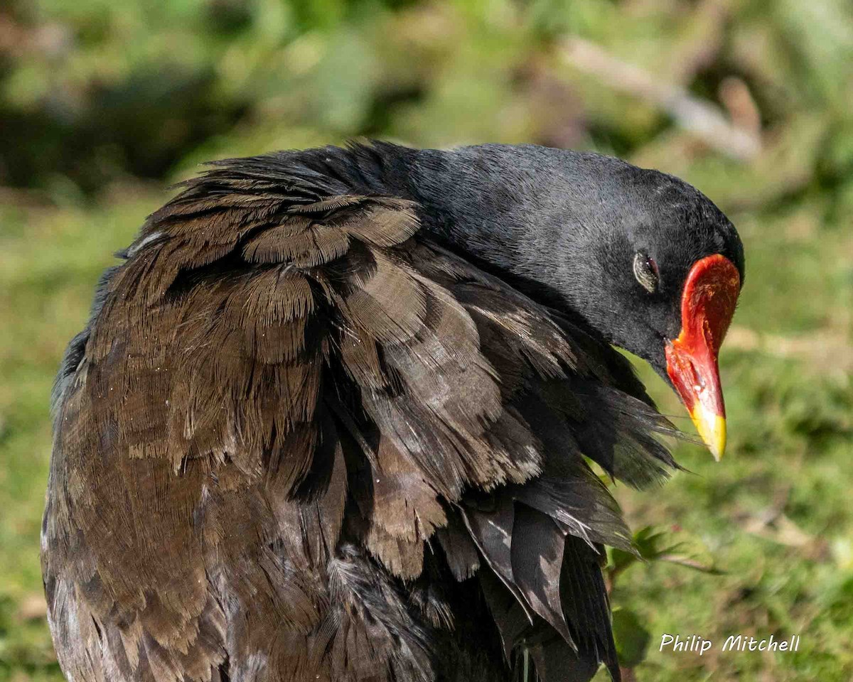 Eurasian Moorhen - ML620542488