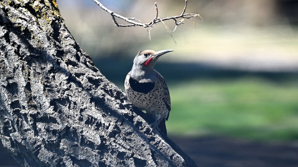 Northern Flicker - ML620542489