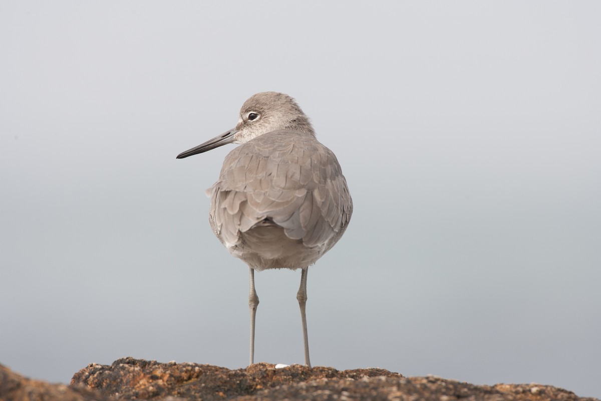 Willet - ML620542496