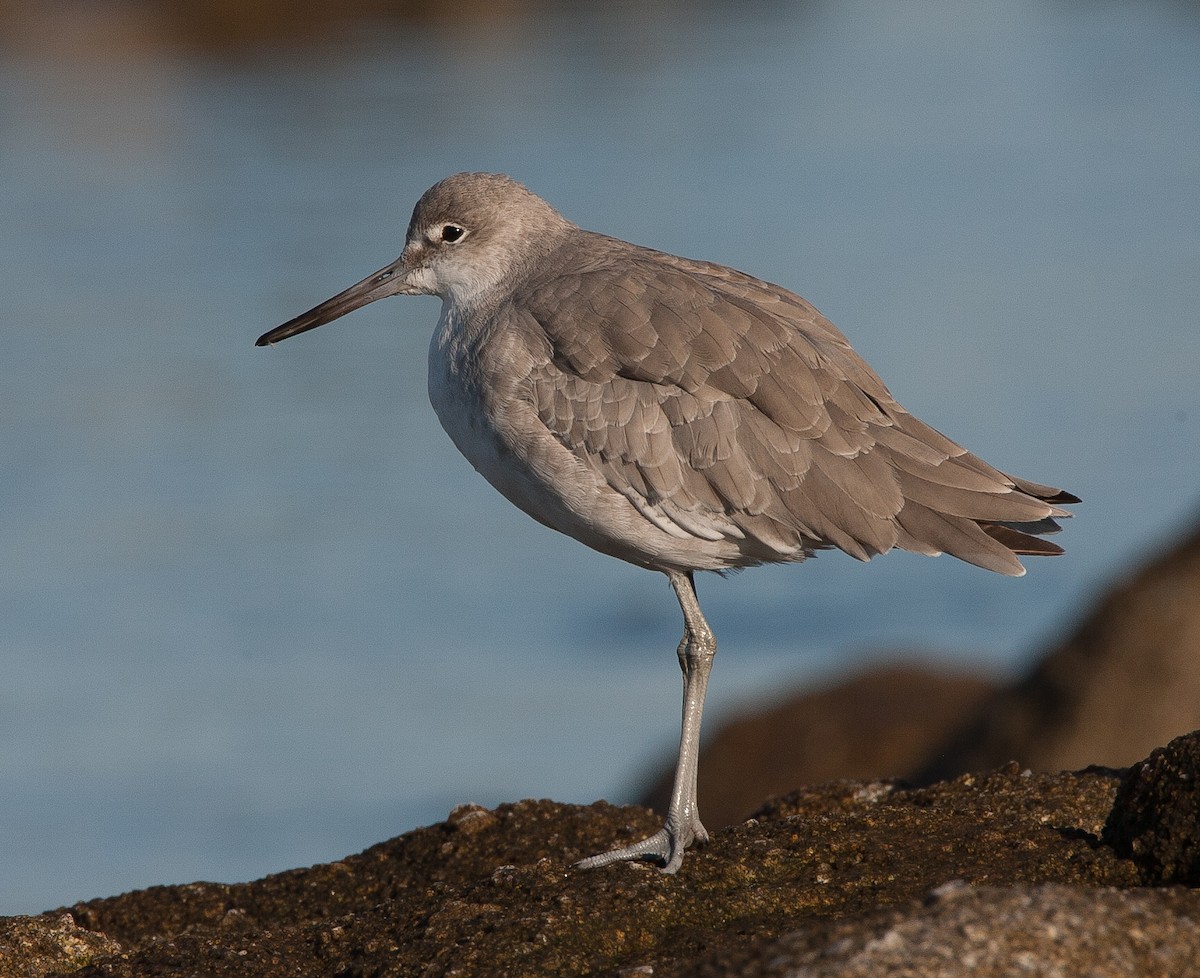 Willet - ML620542497