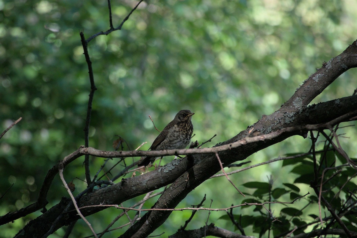 Fieldfare - Usha Viswanathan