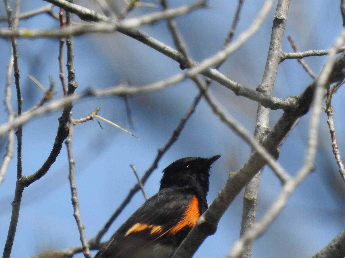 American Redstart - ML620542507