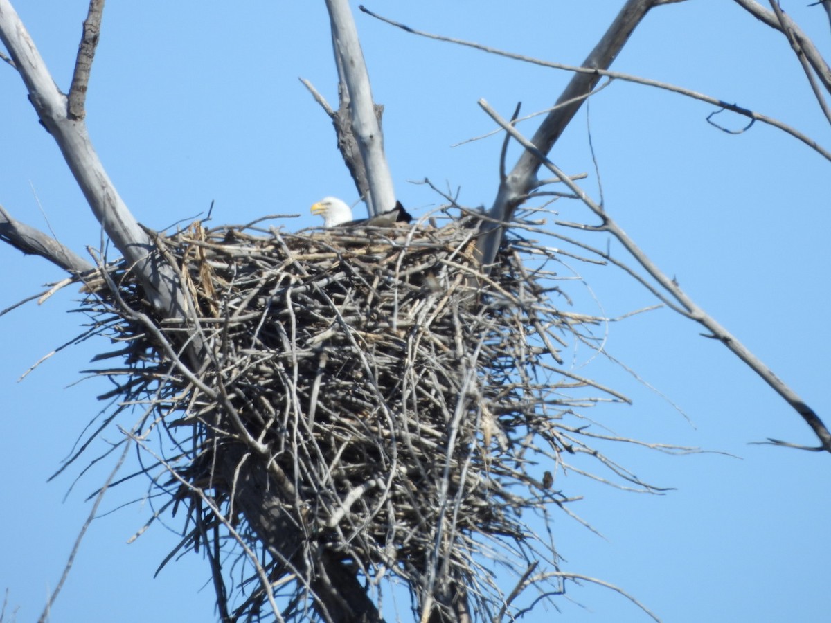 Bald Eagle - ML620542508