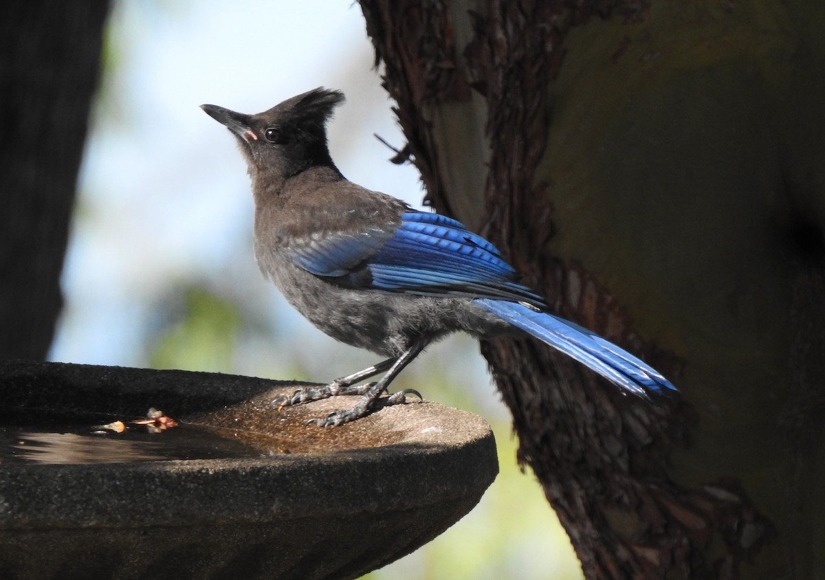 Steller's Jay - ML620542513