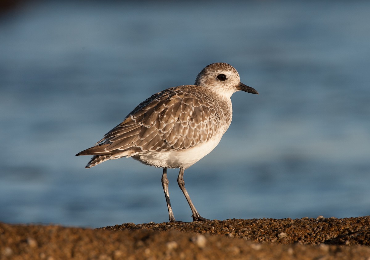 Black-bellied Plover - ML620542518