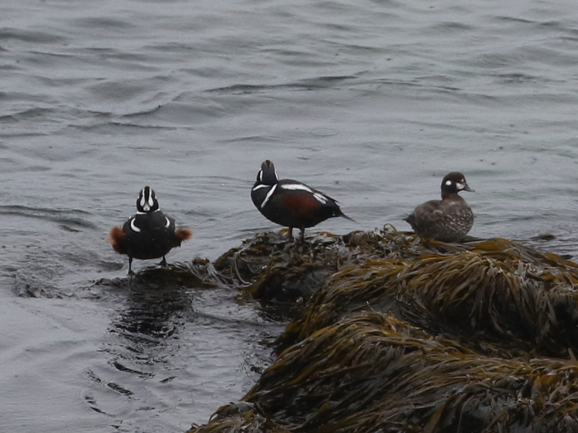 Harlequin Duck - ML620542520