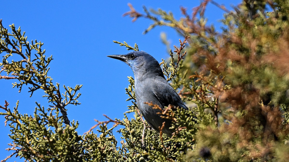 Geai des pinèdes - ML620542527