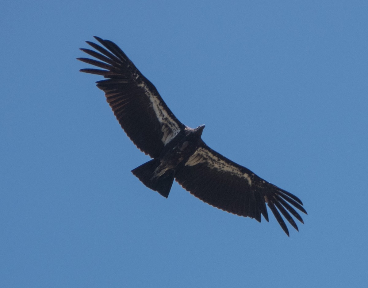 California Condor - ML620542536