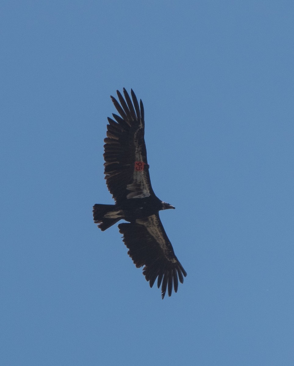 California Condor - ML620542537