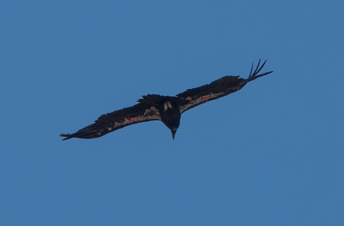 California Condor - ML620542538