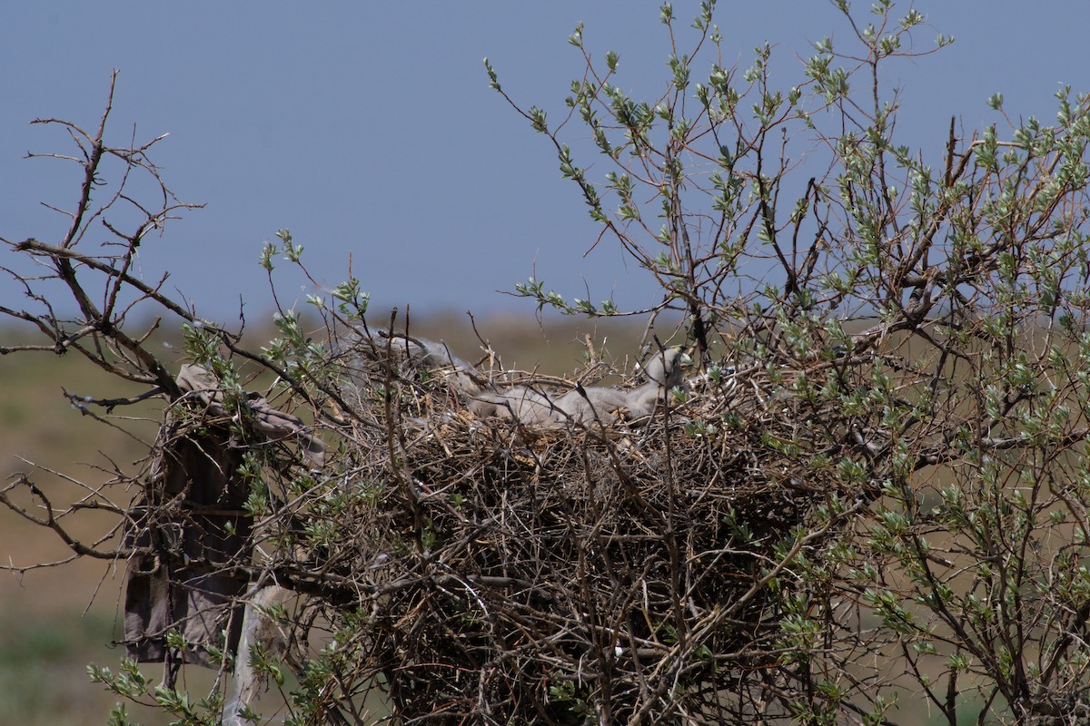 Long-legged Buzzard - ML620542543