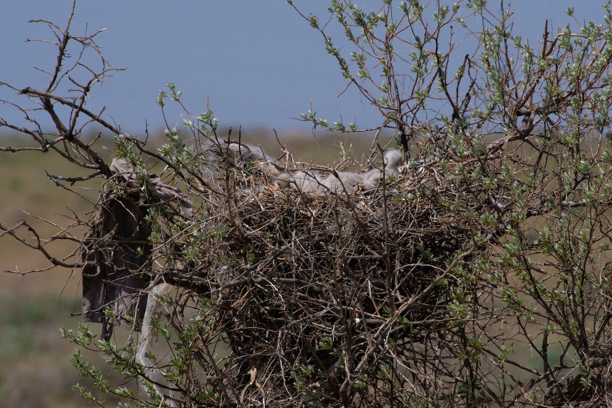 Long-legged Buzzard - ML620542545