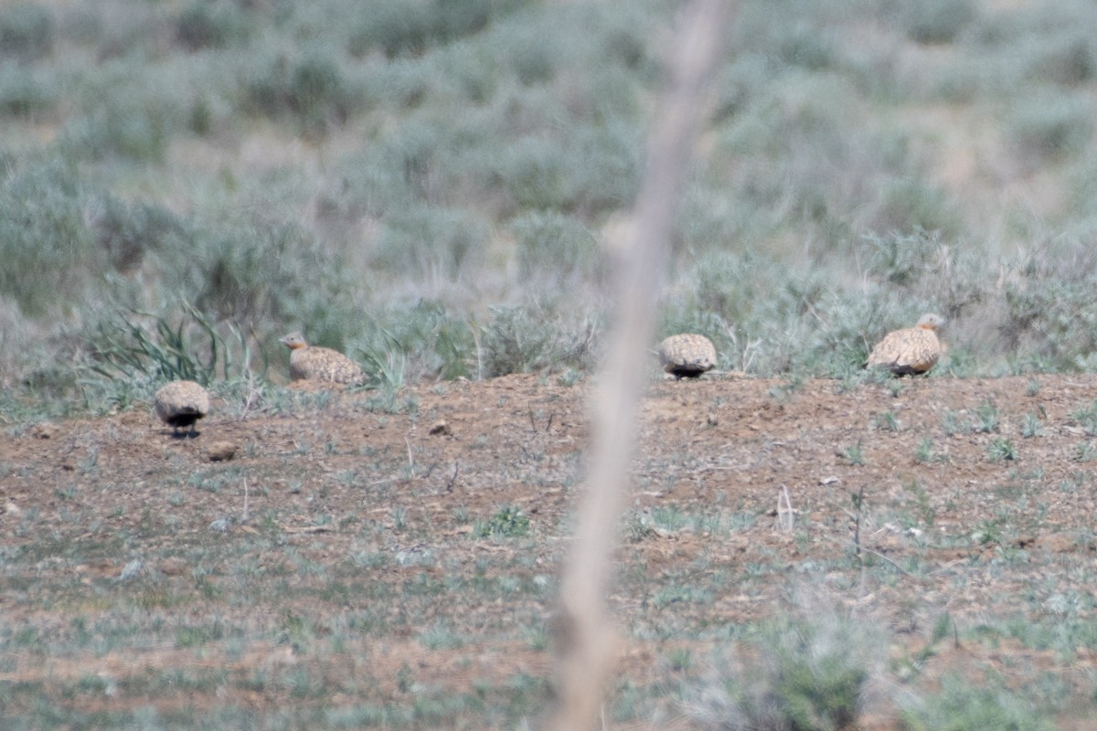 Black-bellied Sandgrouse - ML620542565