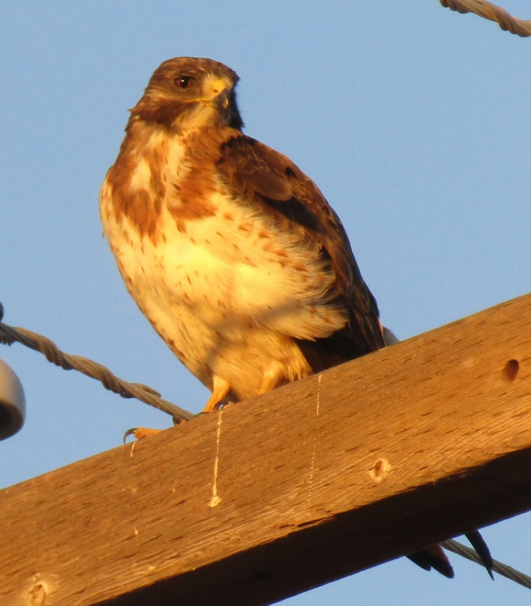 Swainson's Hawk - ML620542572